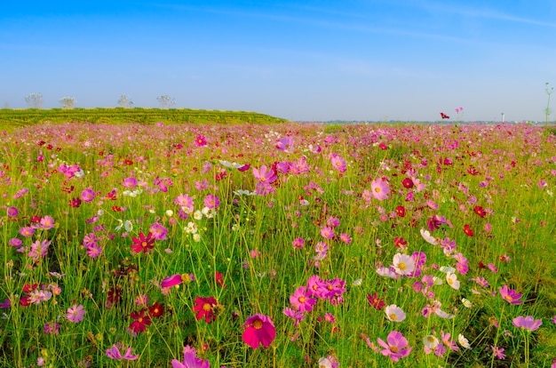 Champ de fleurs cosmos