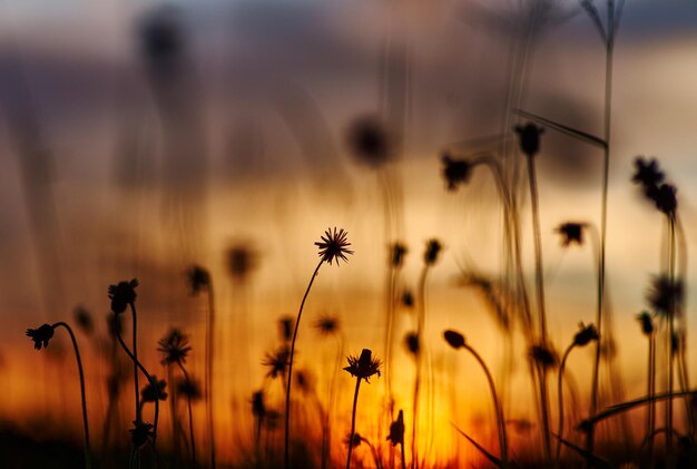 Un champ de fleurs avec un coucher de soleil en arrière-plan