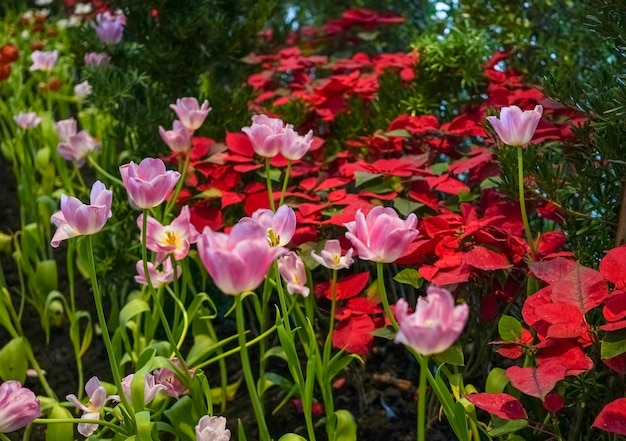 Champ de fleurs dans le jardin