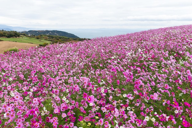 Champ de fleurs du cosmos