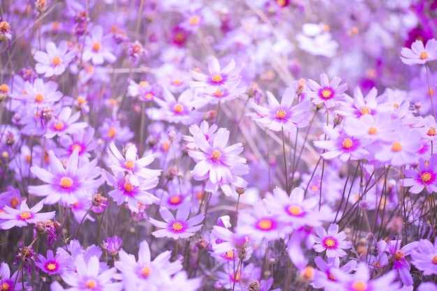 Champ de fleurs du cosmos