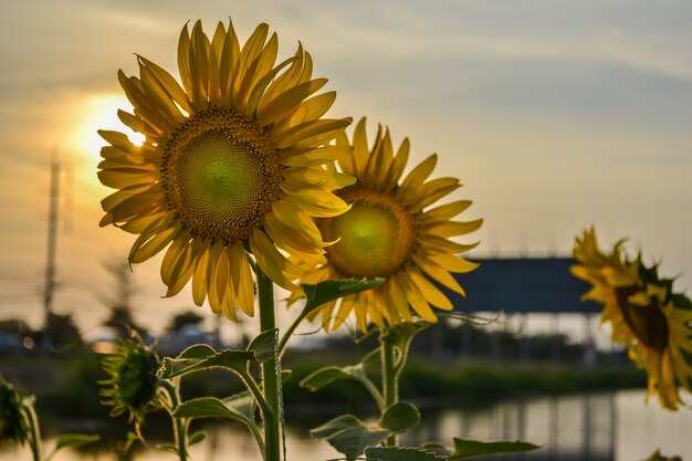 Champ de fleurs du soleil en fleurs