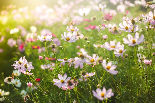 Champ de fleurs d'été rose et blanc dans la chaude lumière du soleil