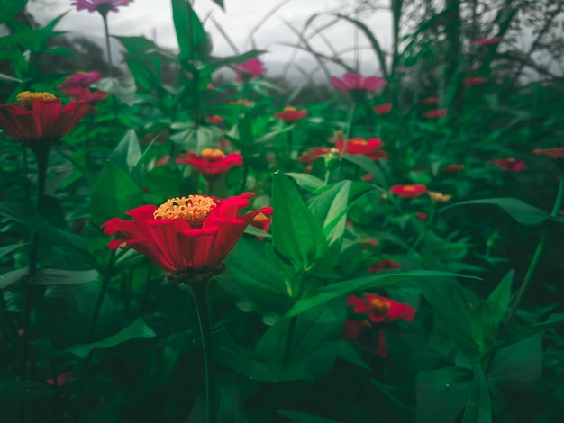 Un champ de fleurs avec une fleur rouge au milieu