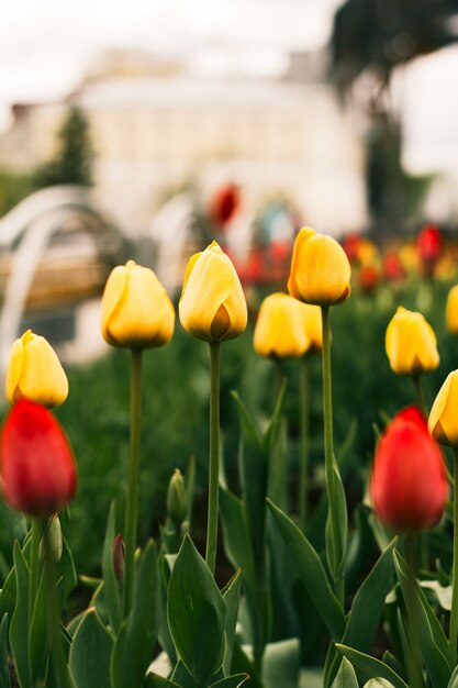 Champ de fleurs floraison de tulipes