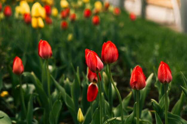 Champ de fleurs floraison de tulipes