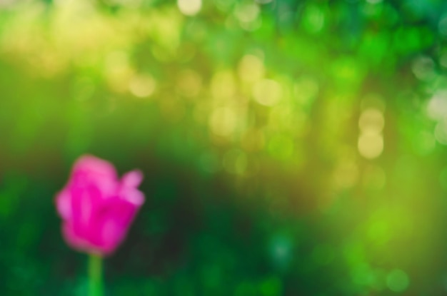 Champ de fleurs flou et flou dans le jardin Champ de fleurs d'herbe avec la lumière du soleil bokeh