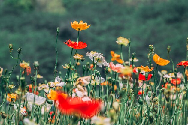 Un champ de fleurs sur fond vert