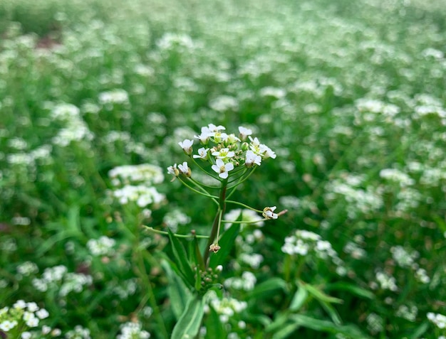 Un champ de fleurs sur fond vert