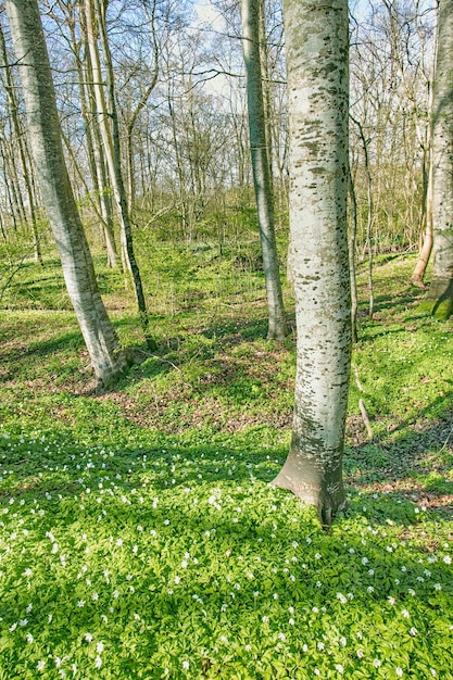 Champ de fleurs de forêt près de troncs d'arbres au printemps Beau paysage naturel de fleurs d'anémone des bois blancs poussant dans un pâturage ou un pré vert Beaucoup de jolies fleurs sauvages blanches dans la nature