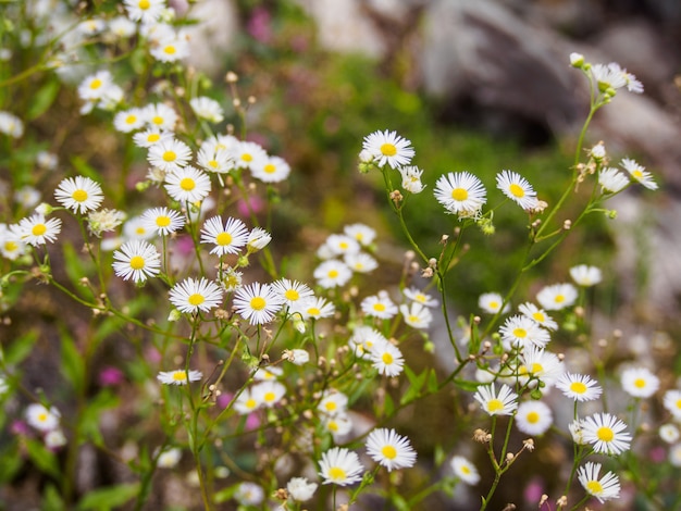 champ de fleurs d'herbe blanche