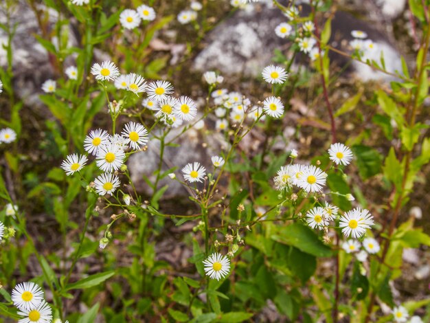 champ de fleurs d'herbe blanche