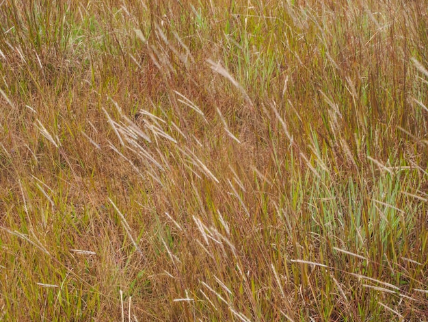 champ de fleurs herbe floue en journée ensoleillée