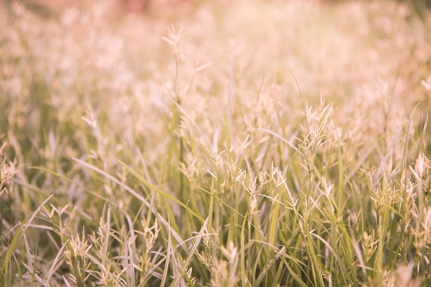 Champ de fleurs d&#39;herbe sauvage avec ton vintage