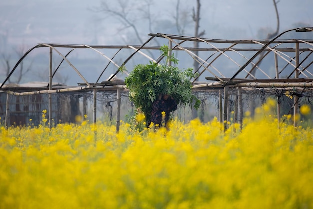 Un champ de fleurs jaune dans une ferme