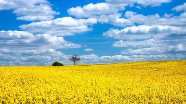 un champ de fleurs jaunes avec un arbre en arrière-plan