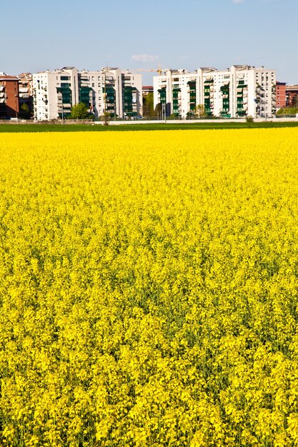 Champ de fleurs jaunes au printemps près de la frontière de la ville