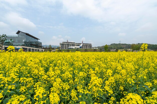 Photo un champ de fleurs jaunes avec un bâtiment en arrière-plan