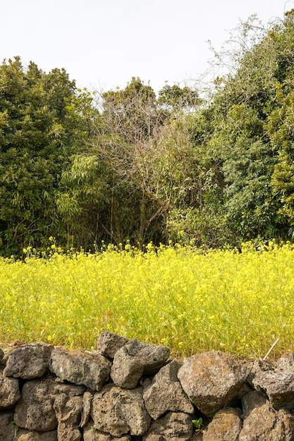 Un champ de fleurs jaunes à la campagne