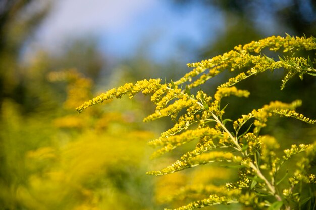 Photo un champ de fleurs jaunes avec un ciel bleu en arrière-plan