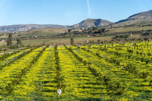 Un champ de fleurs jaunes avec un ciel bleu en arrière-plan