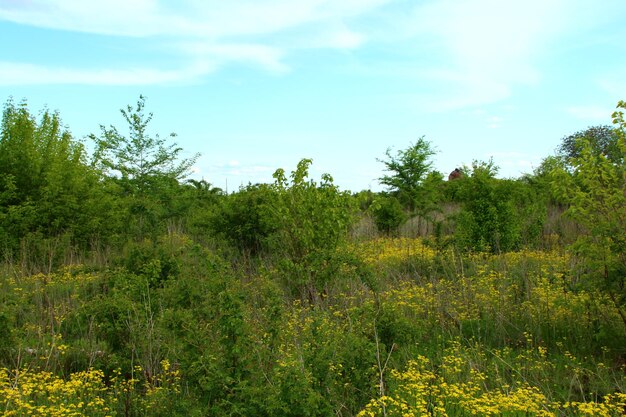 un champ avec des fleurs jaunes et un ciel bleu avec des nuages