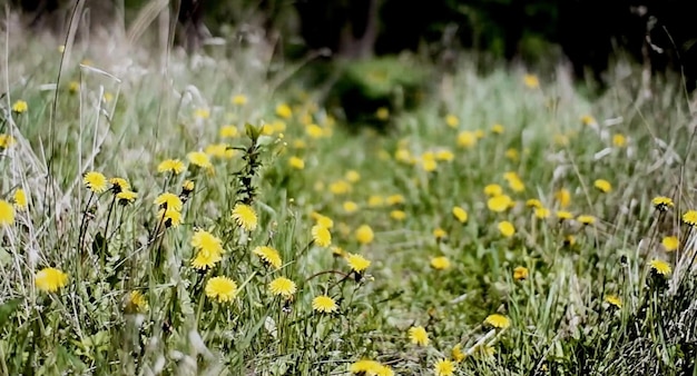 Un champ de fleurs jaunes dans les bois