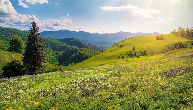 Un champ de fleurs jaunes dans les montagnes