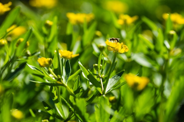 Champ de fleurs jaunes avec une faible profondeur de champ utilisé comme arrière-plan naturel, toile de fond. Fermer