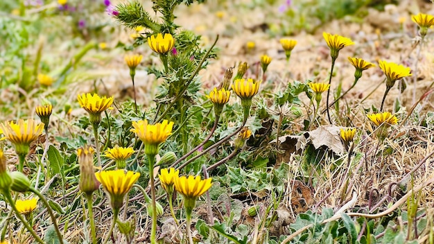 Un champ de fleurs jaunes avec une feuille au sol