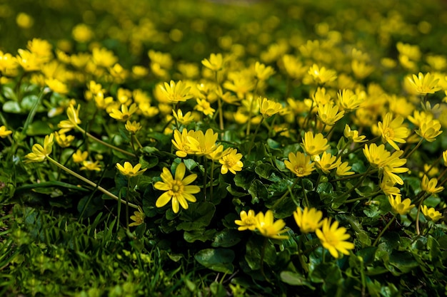 Un champ de fleurs jaunes avec des feuilles vertes en arrière-plan