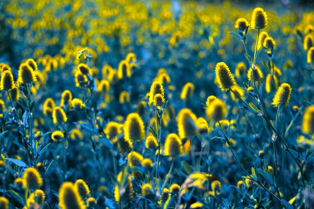 Photo un champ de fleurs jaunes avec un fond flou de fleurs jaunâtres