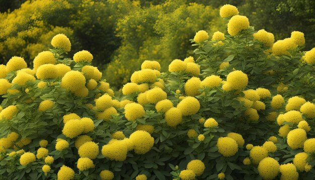 un champ de fleurs jaunes avec un fond flou