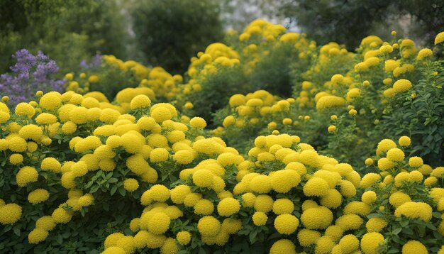 un champ de fleurs jaunes avec un fond flou