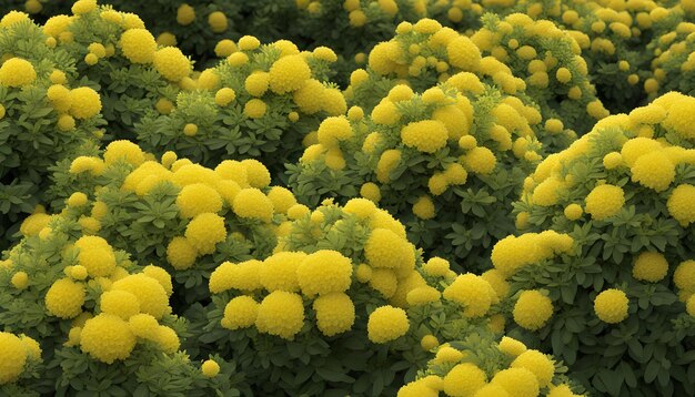 Photo un champ de fleurs jaunes avec le fond jaune