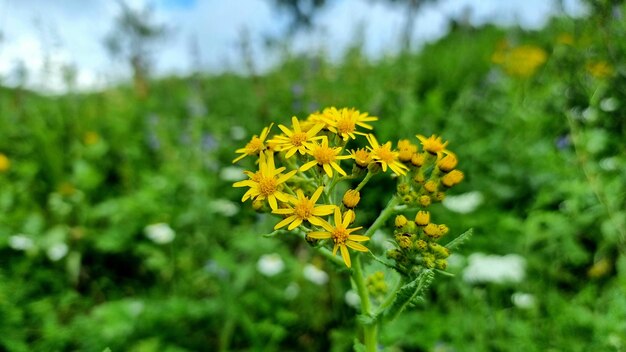 Un champ de fleurs jaunes sur fond vert