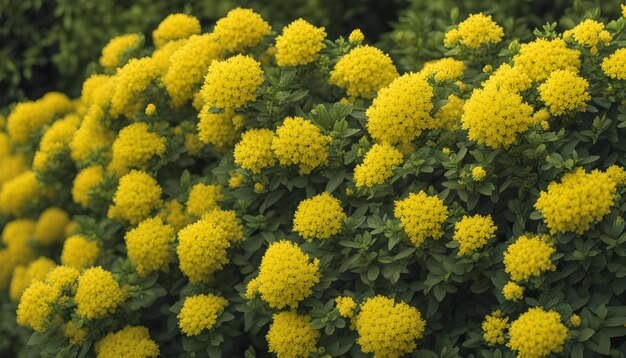 un champ de fleurs jaunes avec un fond vert