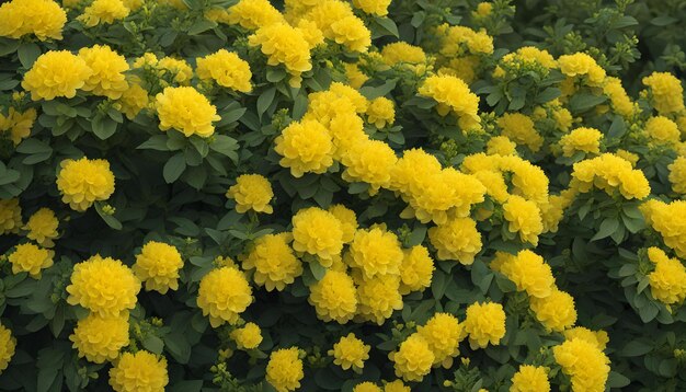 un champ de fleurs jaunes avec un fond vert