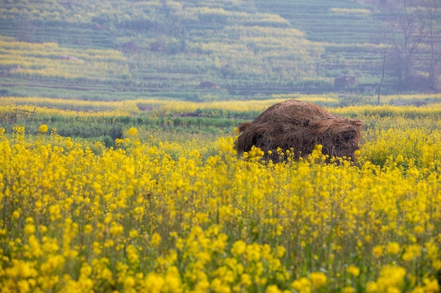 Un champ de fleurs jaunes avec un grand monticule de terre au milieu.