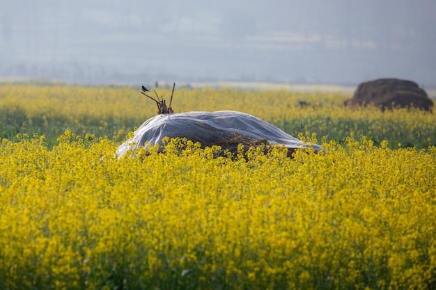 Un champ de fleurs jaunes avec une hutte au milieu.