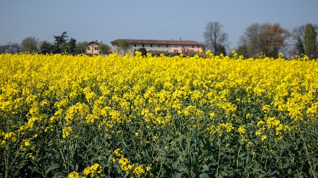 Un champ de fleurs jaunes avec une maison en arrière-plan