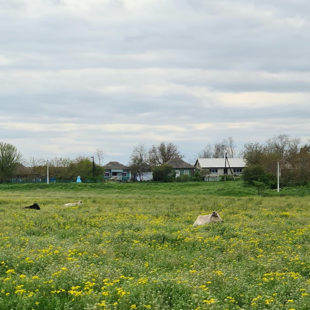 Un champ de fleurs jaunes avec une maison en arrière-plan.