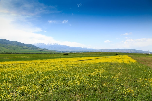 Un champ de fleurs jaunes avec une montagne en arrière-plan