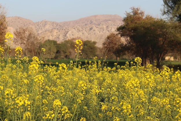 Un champ de fleurs jaunes avec une montagne en arrière-plan