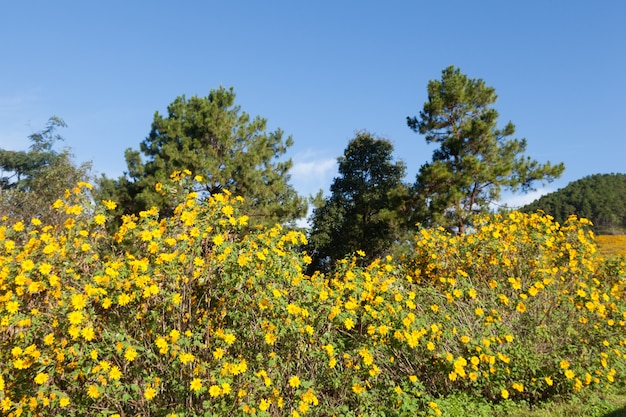 Champ de fleurs jaunes sur la montagne.