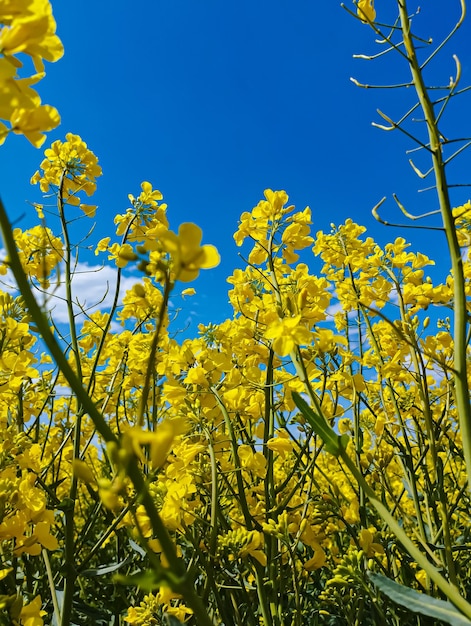 Un champ de fleurs jaunes avec le mot canola dessus