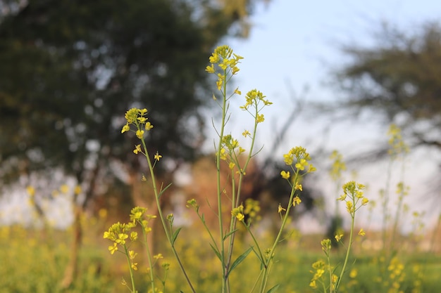 Un champ de fleurs jaunes avec le mot moutarde dessus