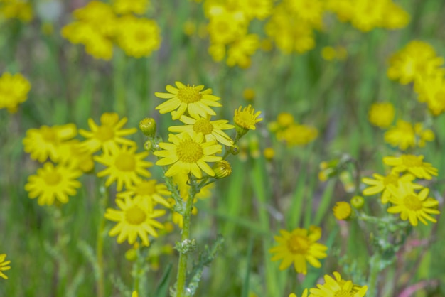 Un champ de fleurs jaunes avec le mot pissenlit en bas à droite.