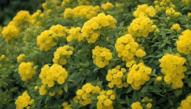 Photo un champ de fleurs jaunes avec le mot sauvage en bas