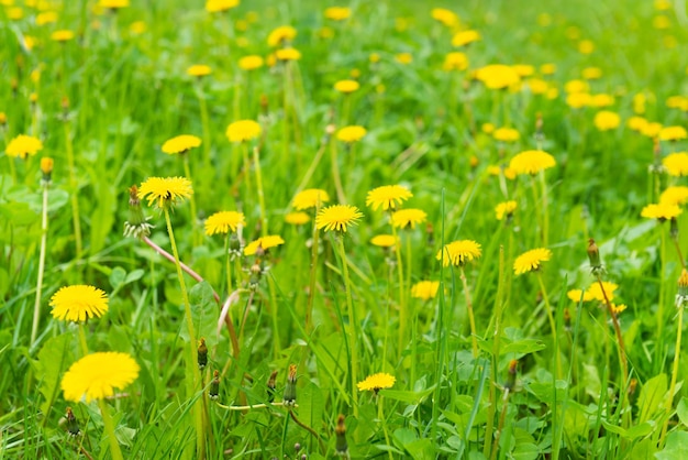 Champ de fleurs jaunes de pissenlit